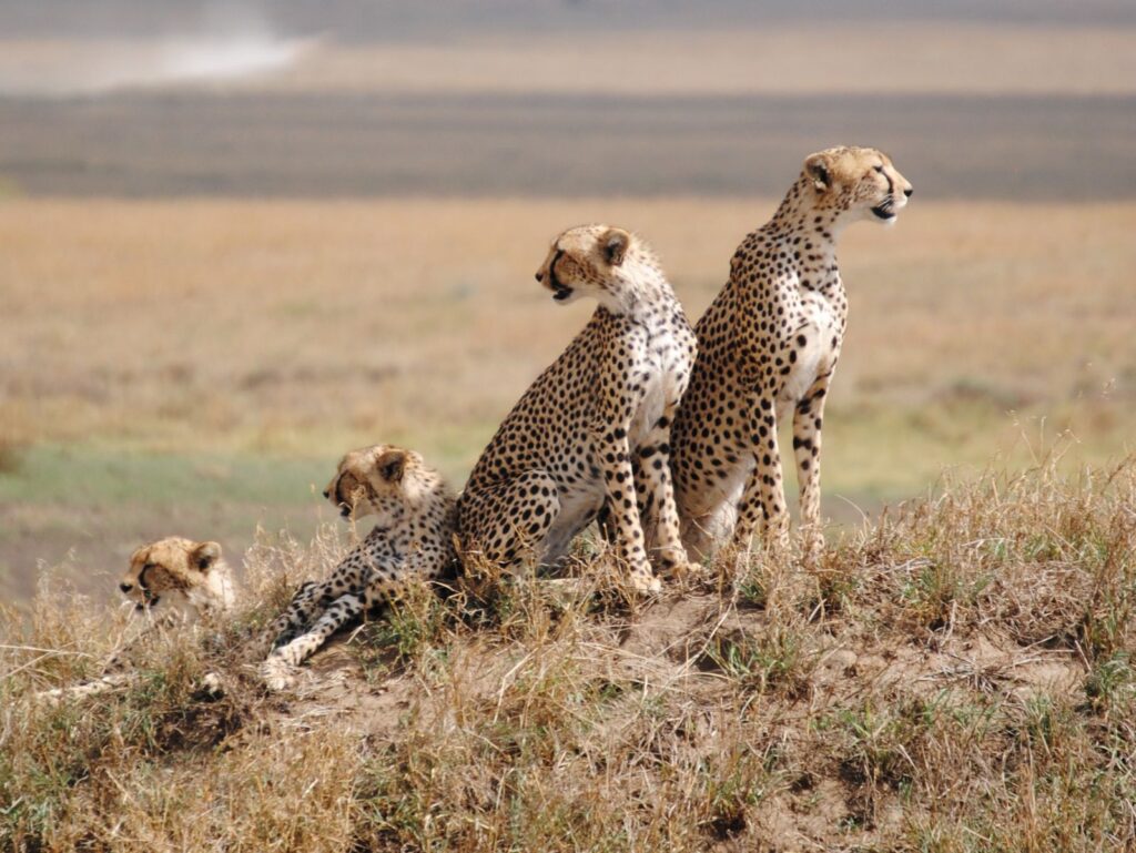 Iconic Endangered Animals in Kenya and Where to See Them in 2025