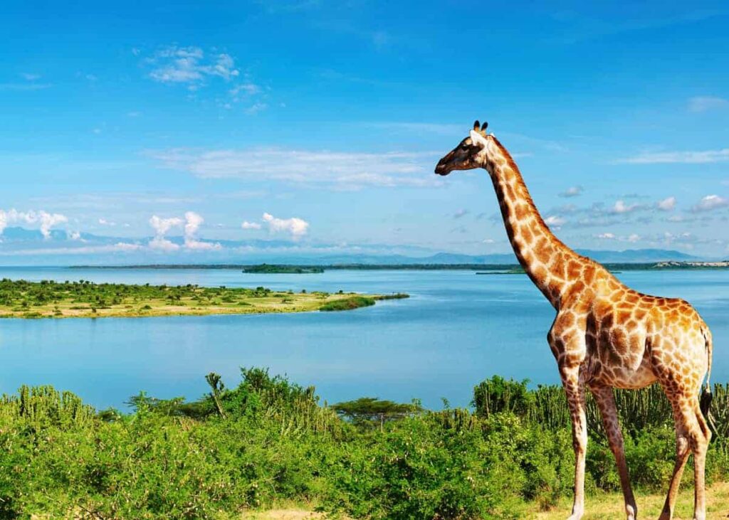 14 Days in Kenya: The Ultimate Wildlife and Beach Adventure