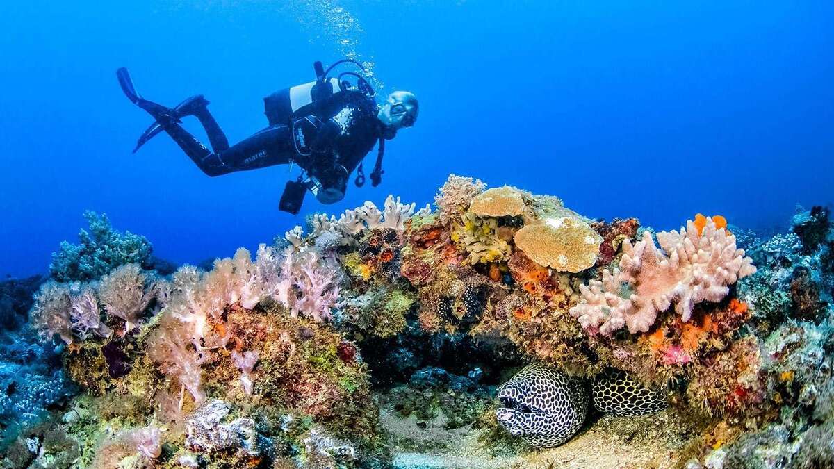 4 Snorkeling & Diving in Kenya: Best Spots & Tips