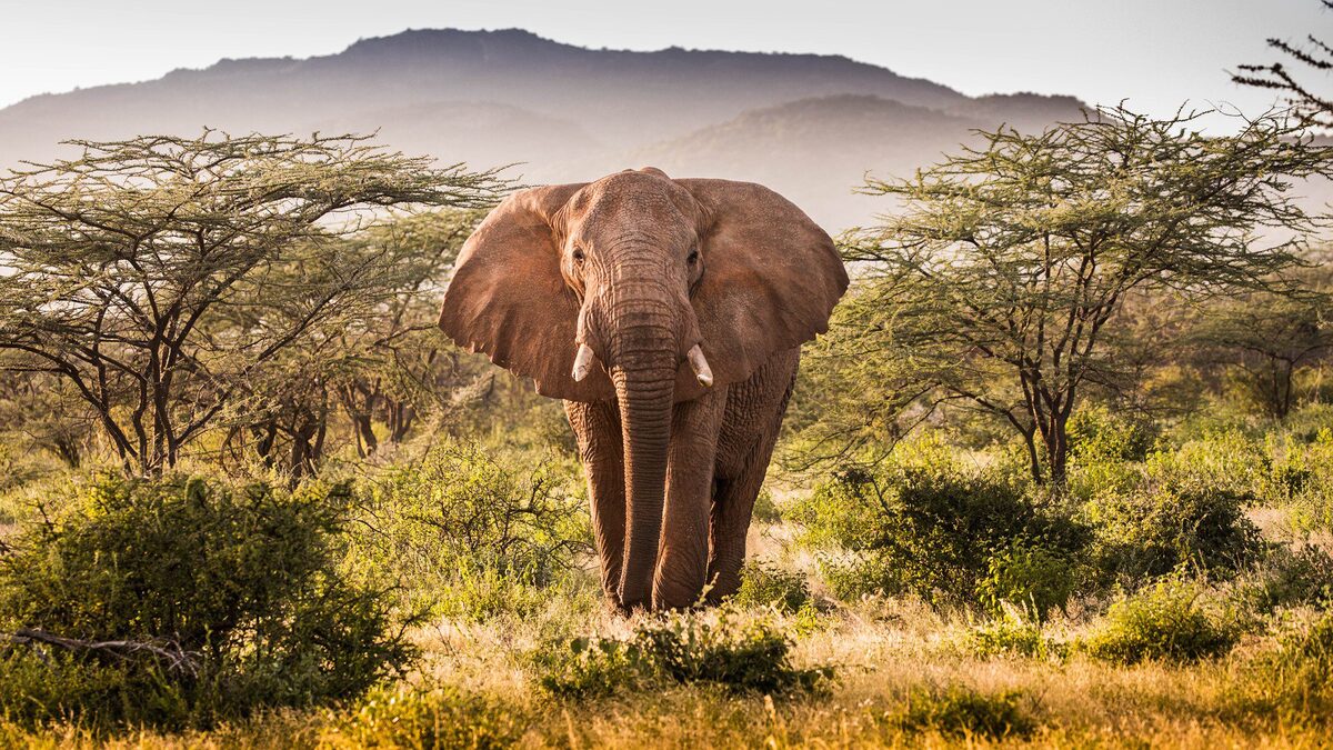 Find Your Perfect Kenya Safari: Top 3 reasons Apese Tours’ Search Tool Makes Planning Easy