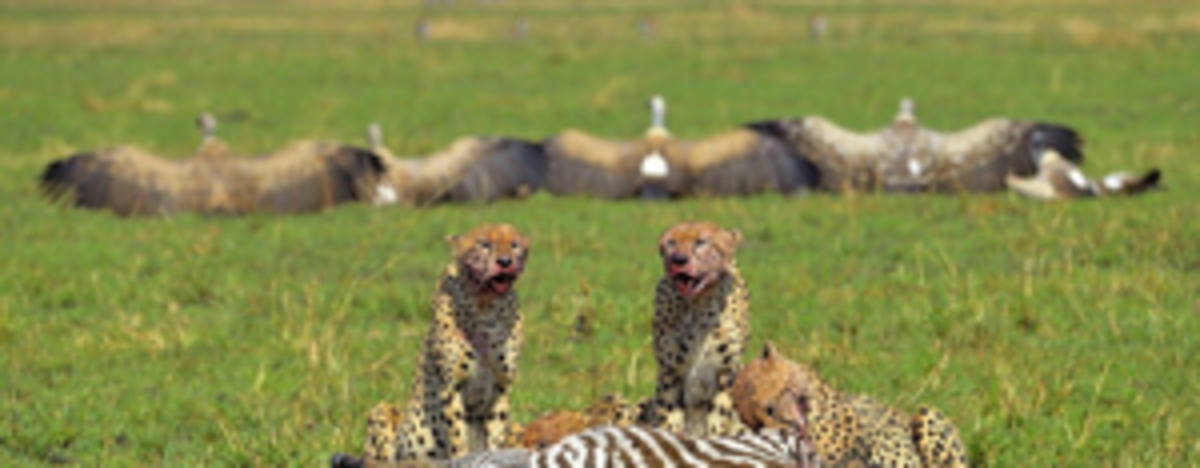 Magical Masai Mara vs Dreamy Amboseli: Which Safari is Best for You in 2025?