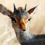Iconic Endangered Animals in Kenya and Where to See Them in 2025