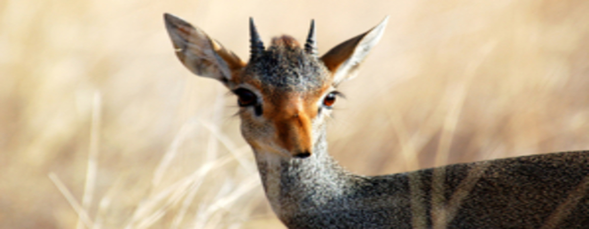 Iconic Endangered Animals in Kenya and Where to See Them in 2025