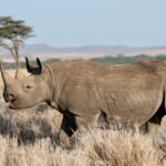 Discover the top 5 Natural Wonders of Kenya – A Bucket-List Safari Experience