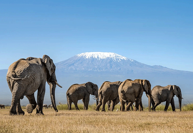 A Day in the Life on an Apese Tours Safari in Amboseli National Park 2025