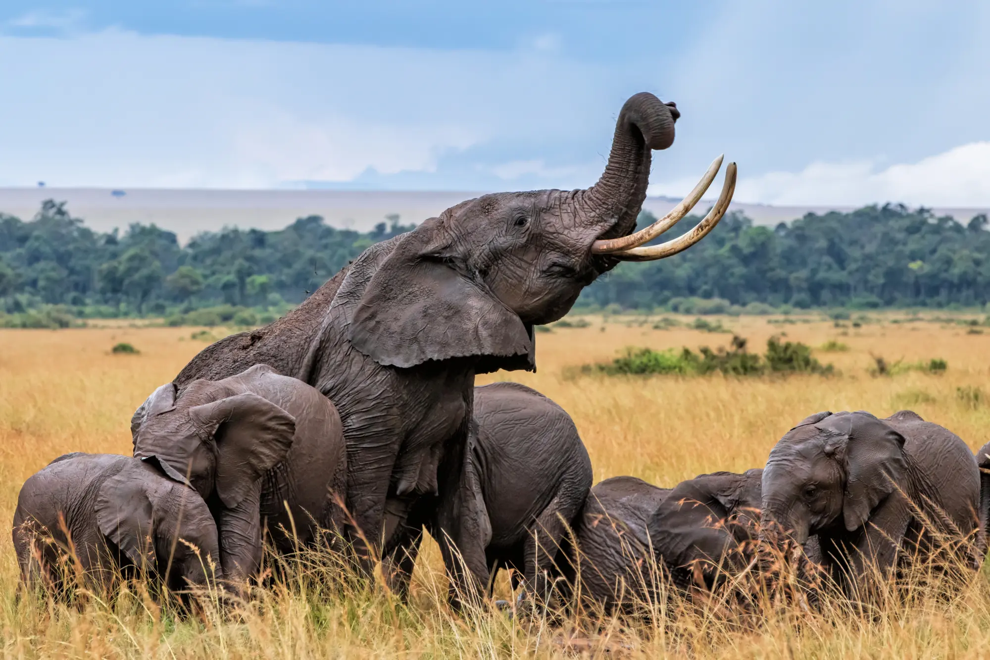 Big 5 Safari Kenya: Your Ultimate Wildlife Adventure 2025