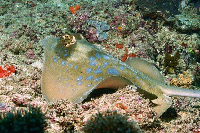 Snorkeling in Kenya: Explore the Magic of the Indian Ocean 2025