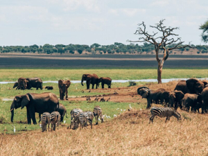 5 Transformative Reasons to Choose Tanzania for Wildlife Wonders