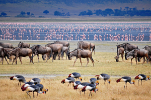 5 Heart-Pounding Adventure Activities in Ngorongoro Crater