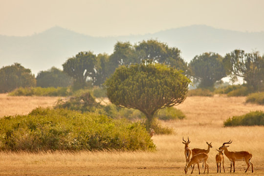 When Is the Best Time for a Kenya Safari and Beach Vacation in 2025?