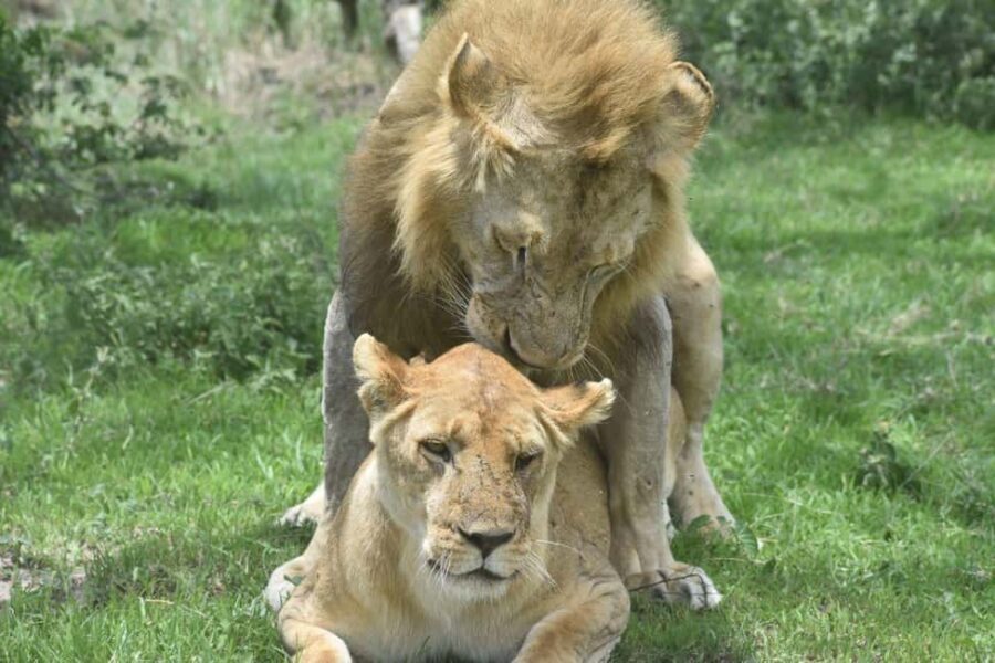 9 Game-Changing Safety Tips for First-Time Safari Goers