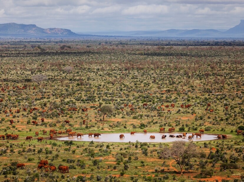 10 Astonishing Facts About Tsavo National Park’s Red Elephants